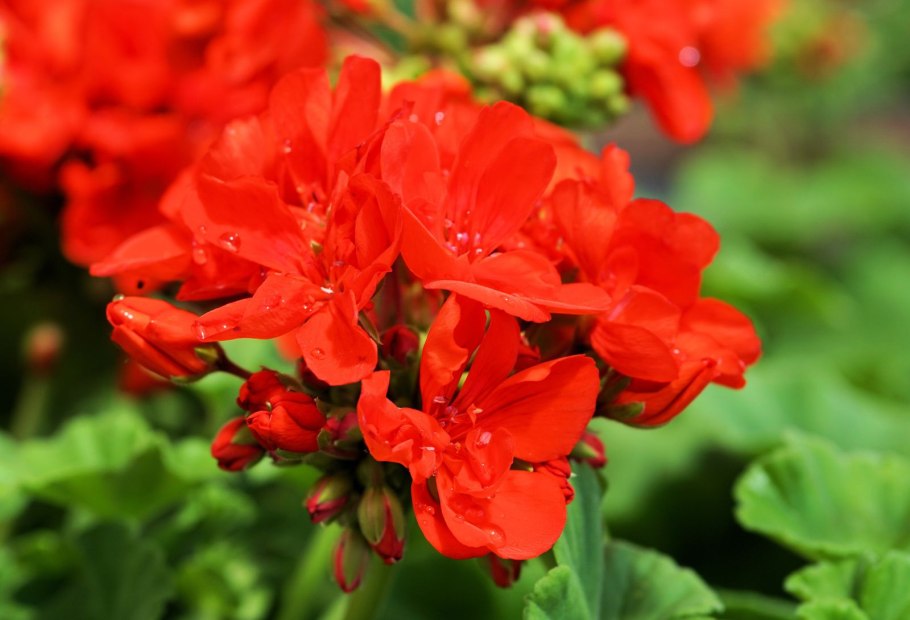 Красная герань – Red Geranium