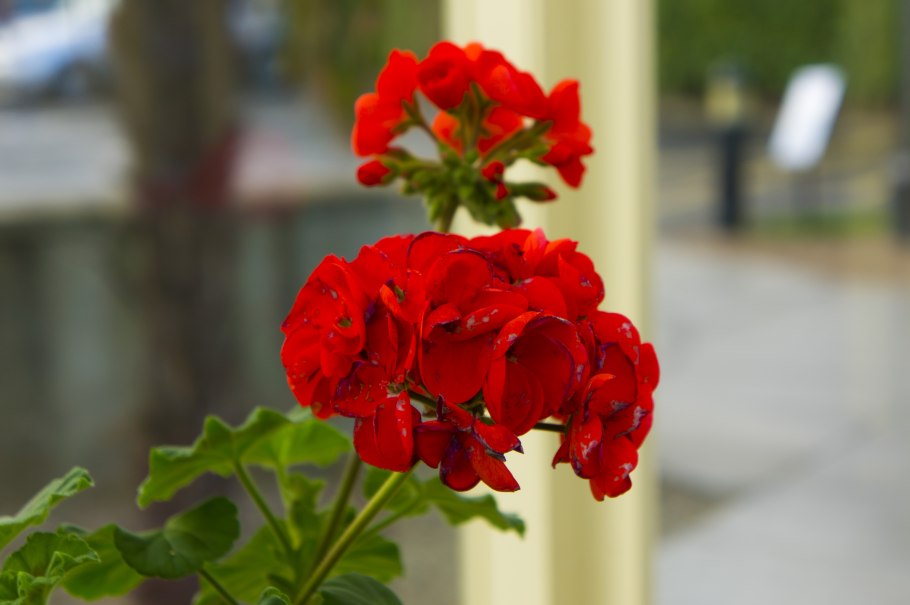 Герань махровая красная Королева