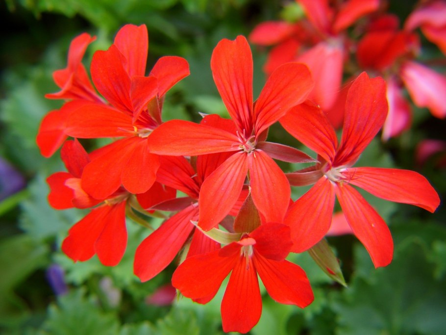 Пеларгония Pelargonium Smart Senna
