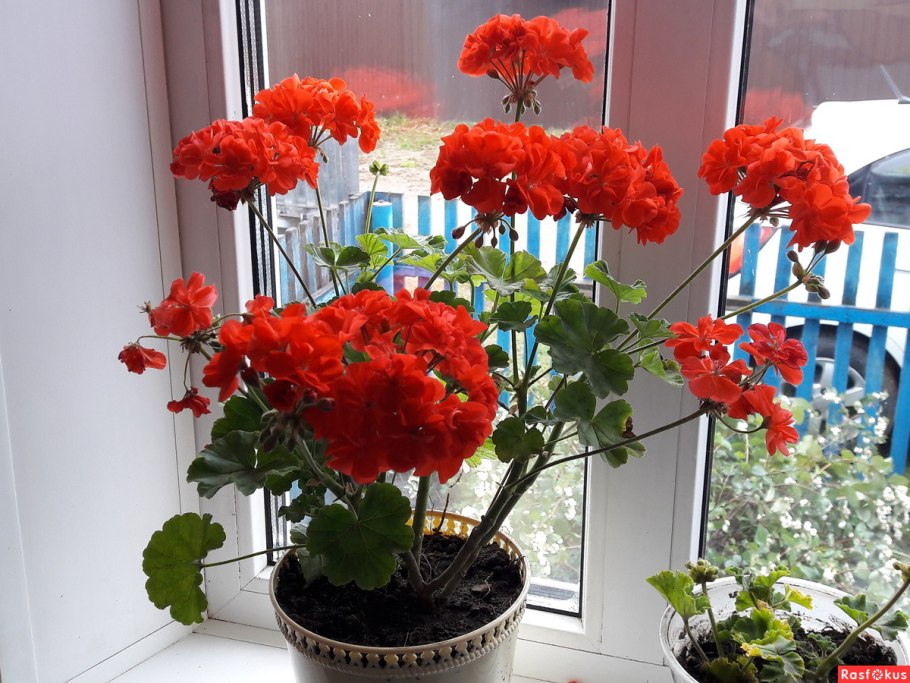 Пеларгония красная