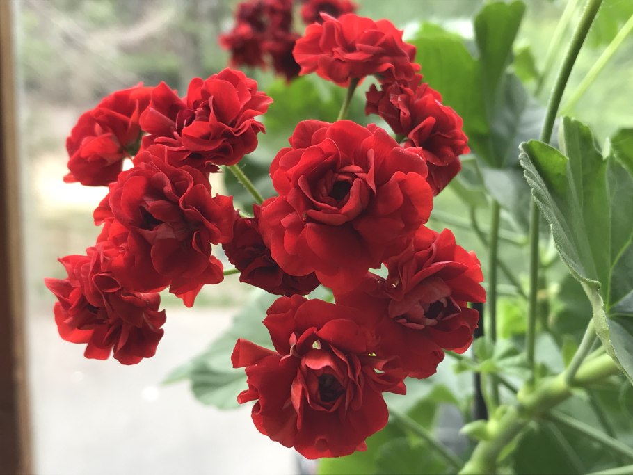 Королевская розебудная махровая пеларгония