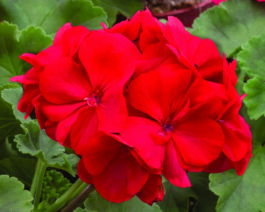 Пеларгония зональная красная