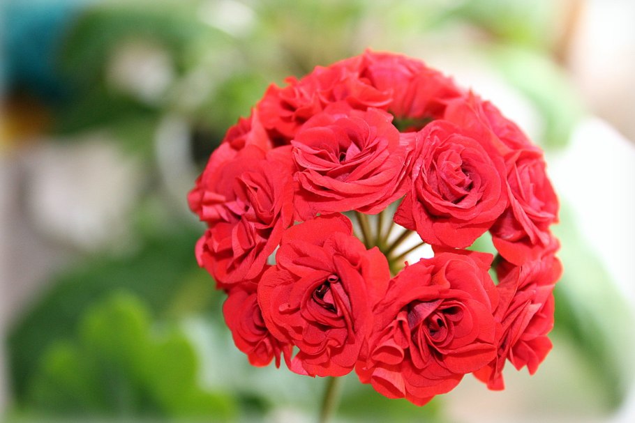 Красная розебудная пеларгония герань