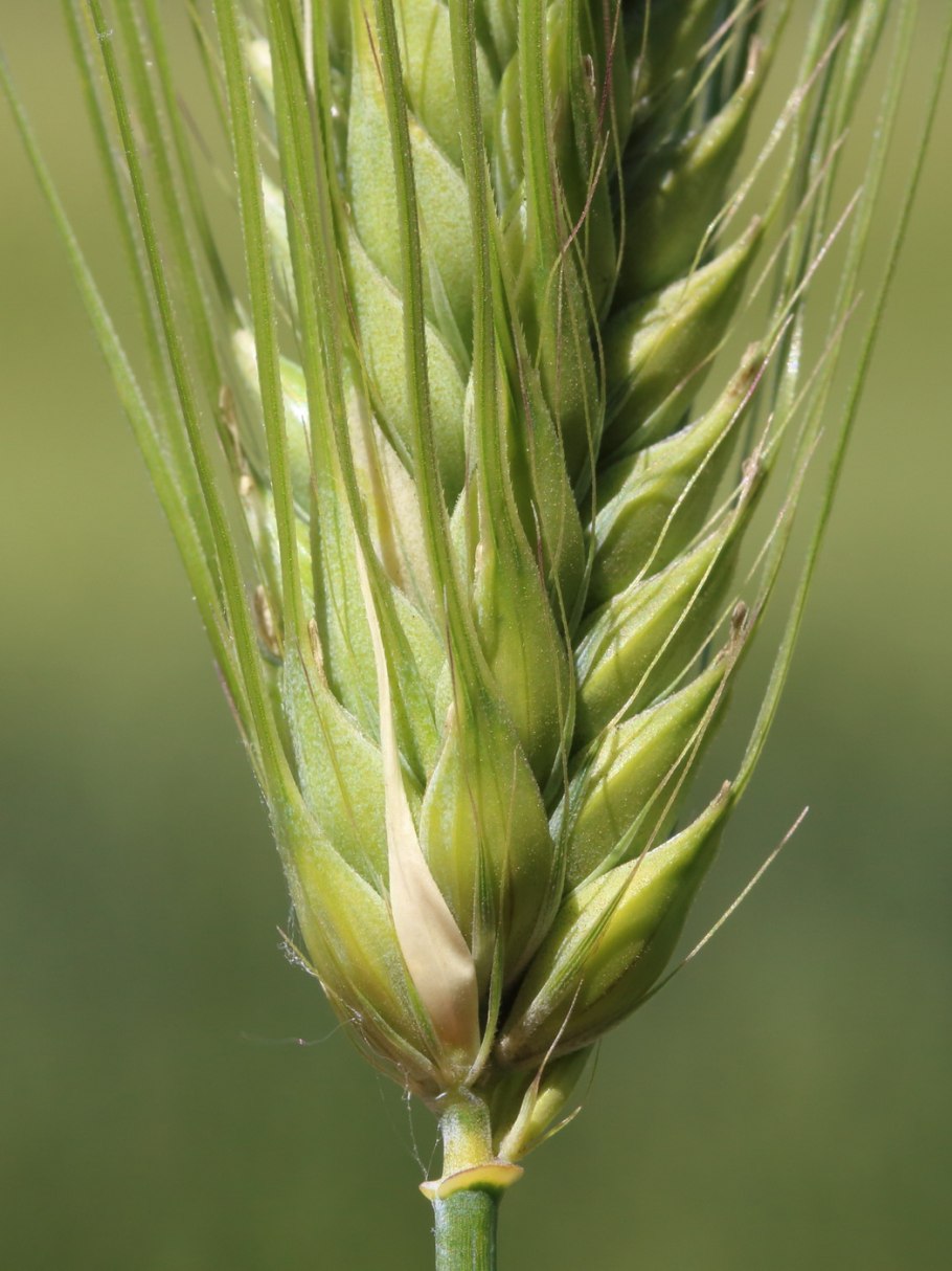 Ячмень Hordeum