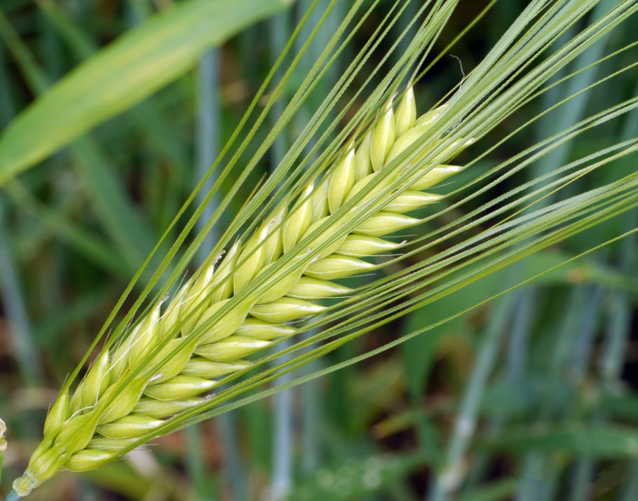 Hordeum vulgaris – ячмень обыкновенный