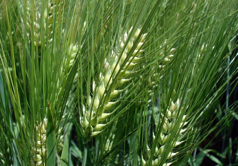 Ячмень (Hordeum l.)