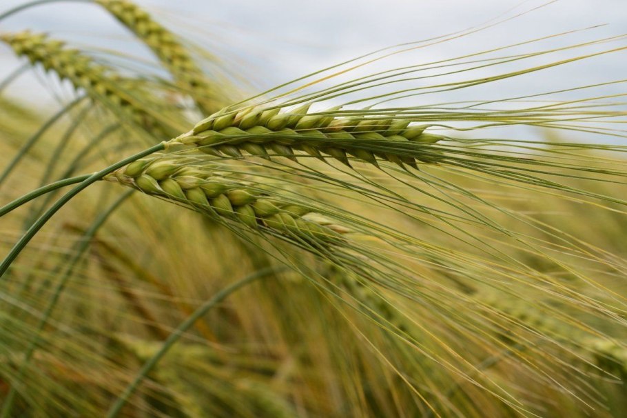 Ячмень обыкновенный Hordeum vulgare