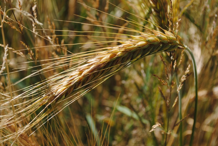 Ячмень (Hordeum l.)