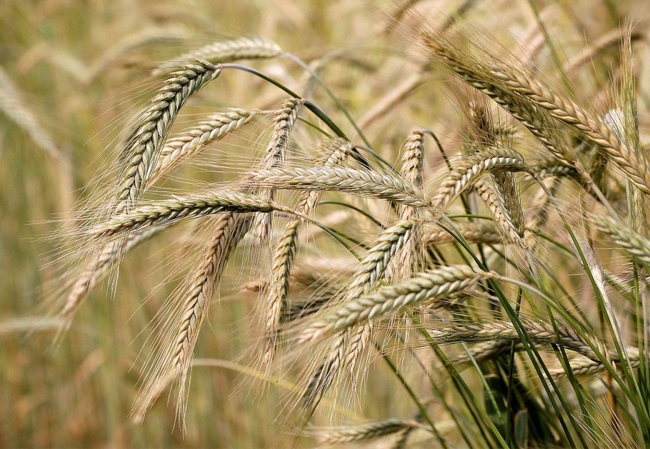 Hordeum vulgaris – ячмень обыкновенный