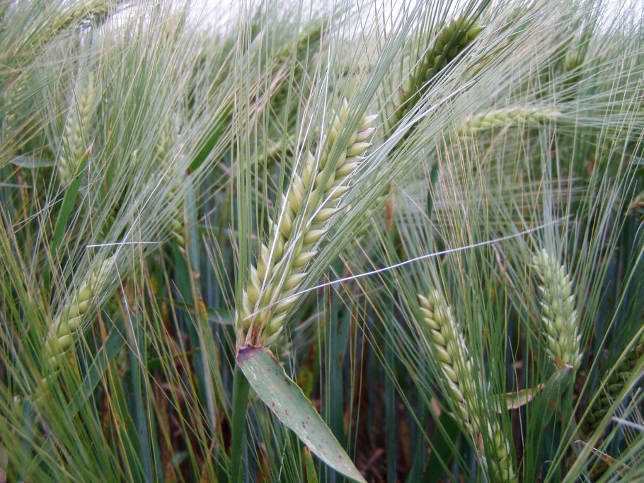 Ячмень обыкновенный Hordeum vulgare