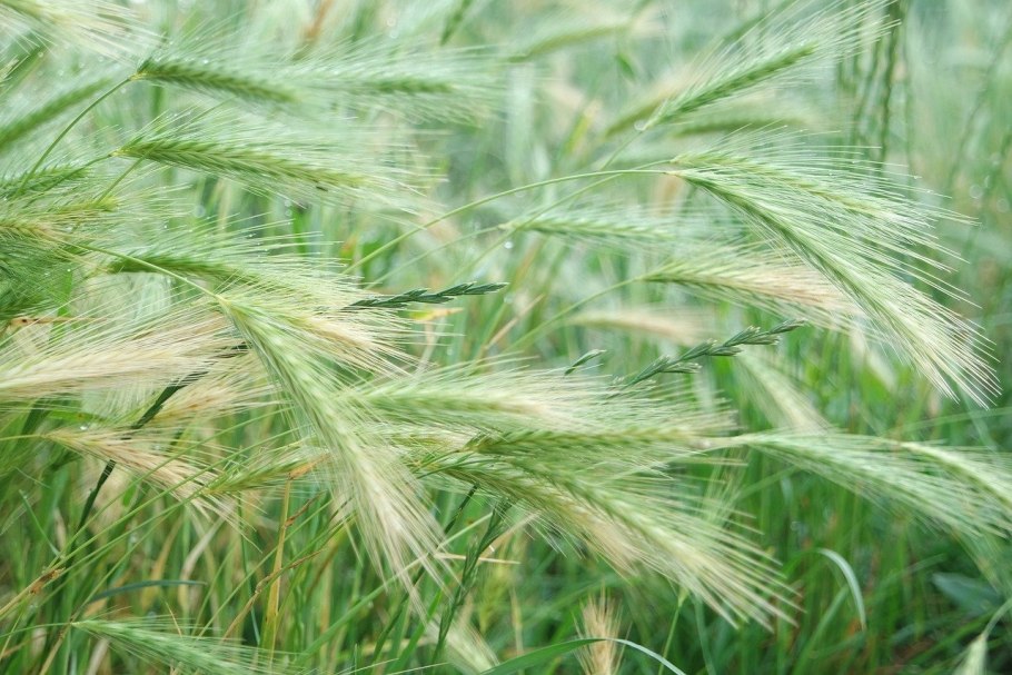 Ячмень обыкновенный Hordeum vulgare