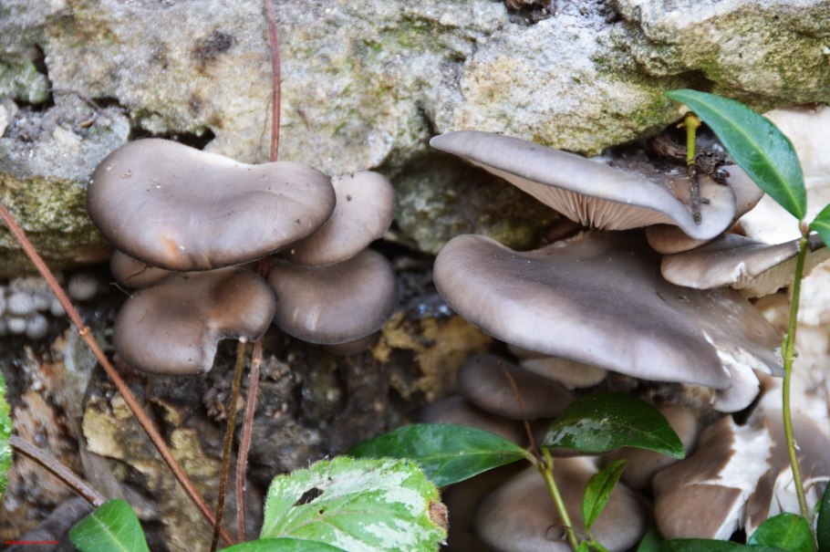 Грибы растущие на пнях