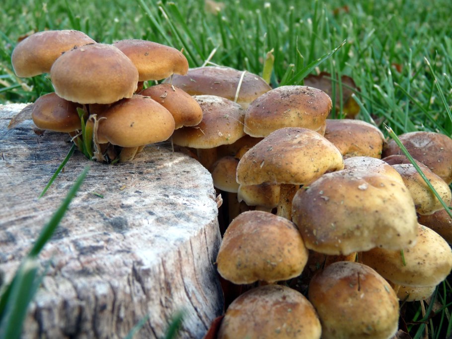 Белый гриб на пне