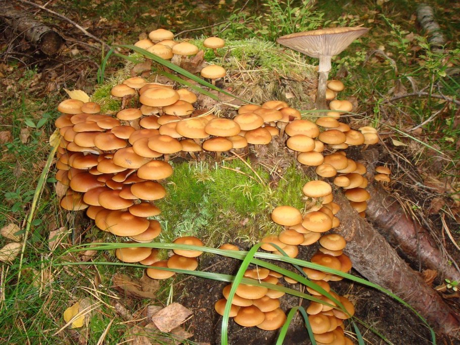 Пенек с опятами