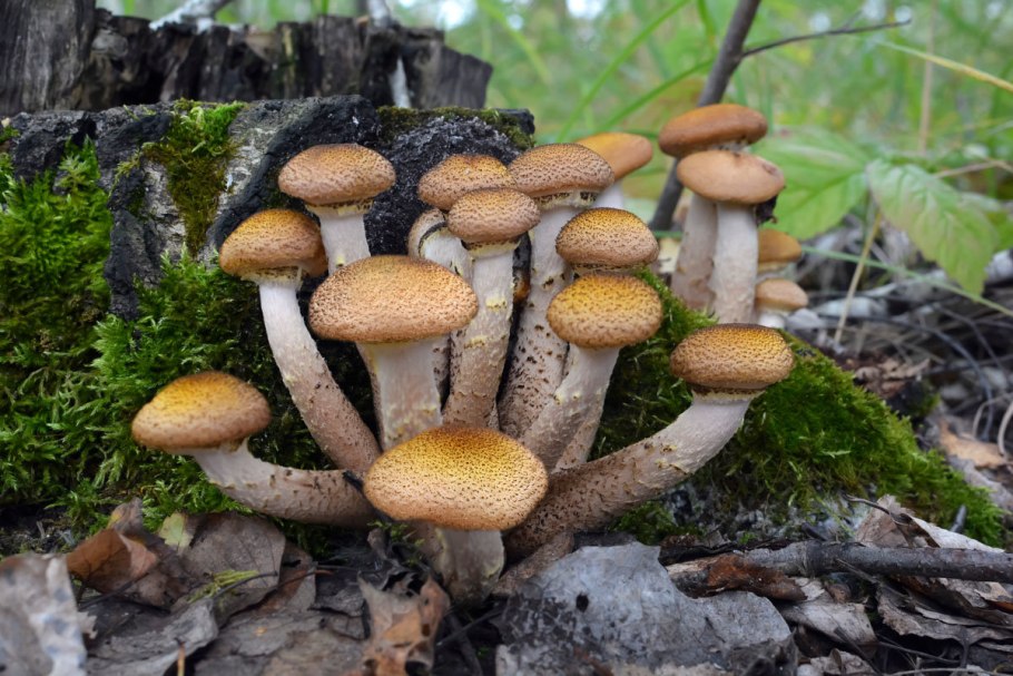 Пеньковые опята