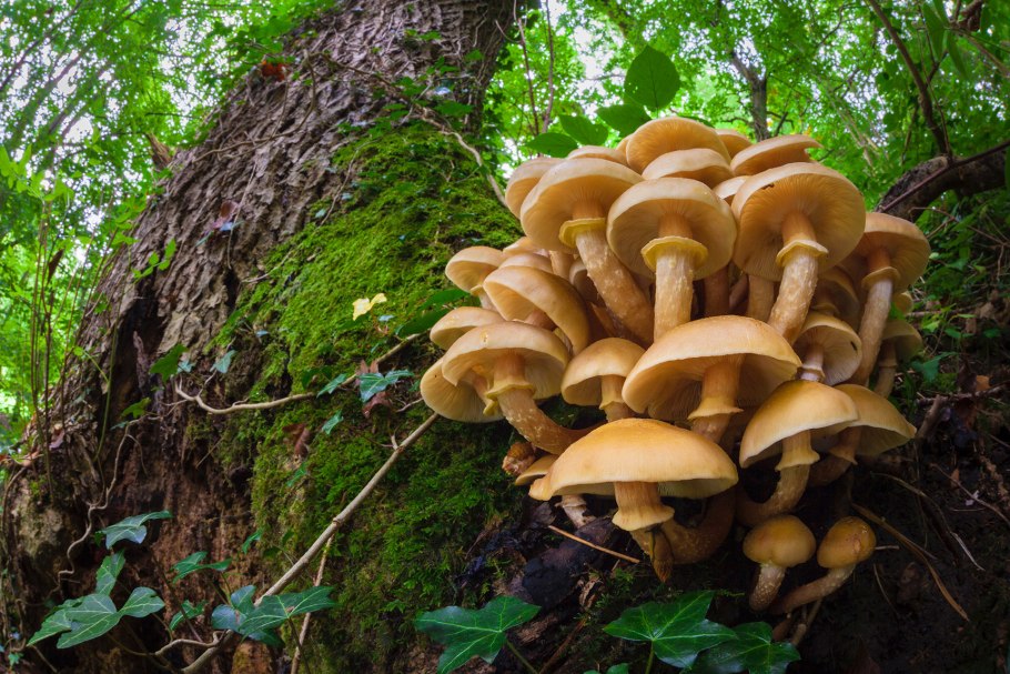 Опята на дереве