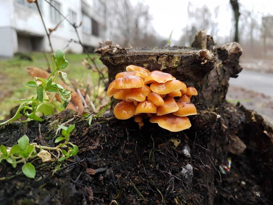 Опята на пне