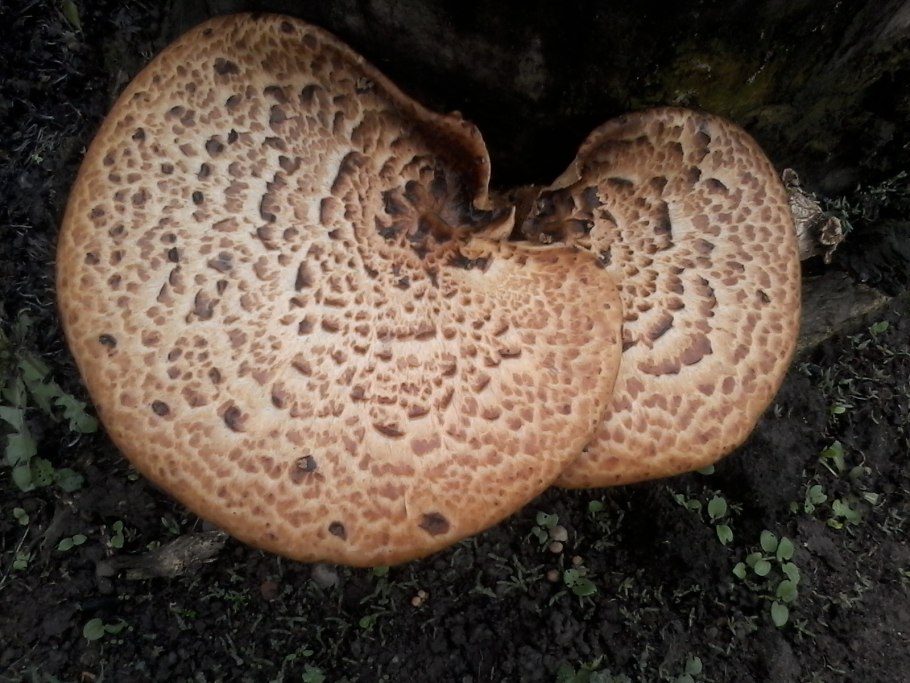 Грибы растущие на пнях съедобные