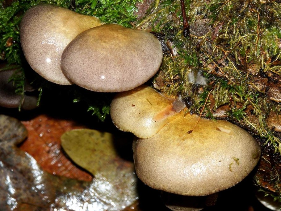 Вешенка Ольховая