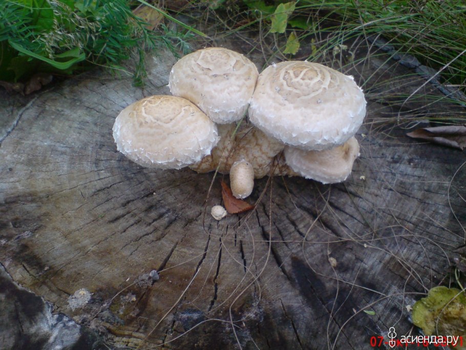 Грибы растущие на пеньках