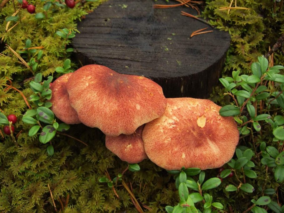 Tricholomopsis rutilans