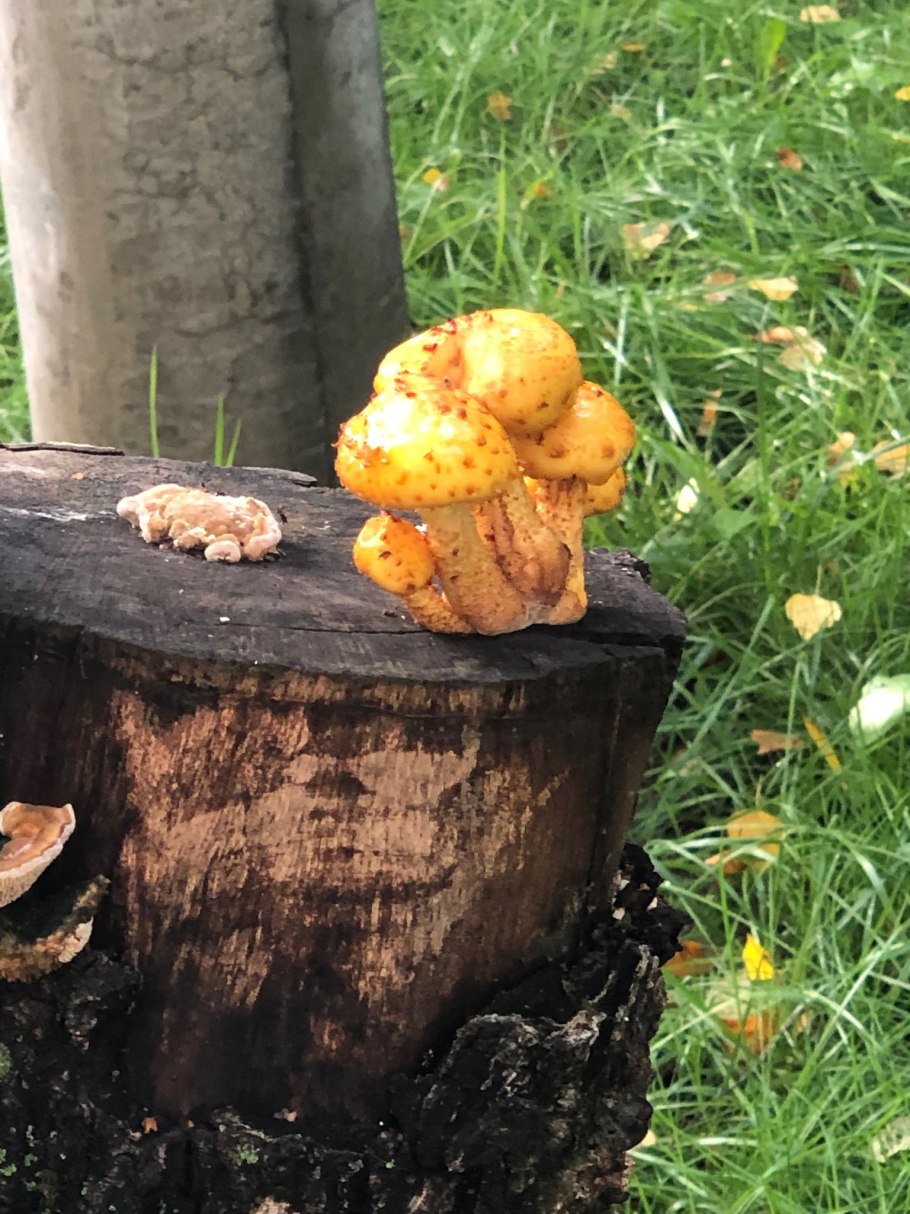 Опята на пнях съедобные