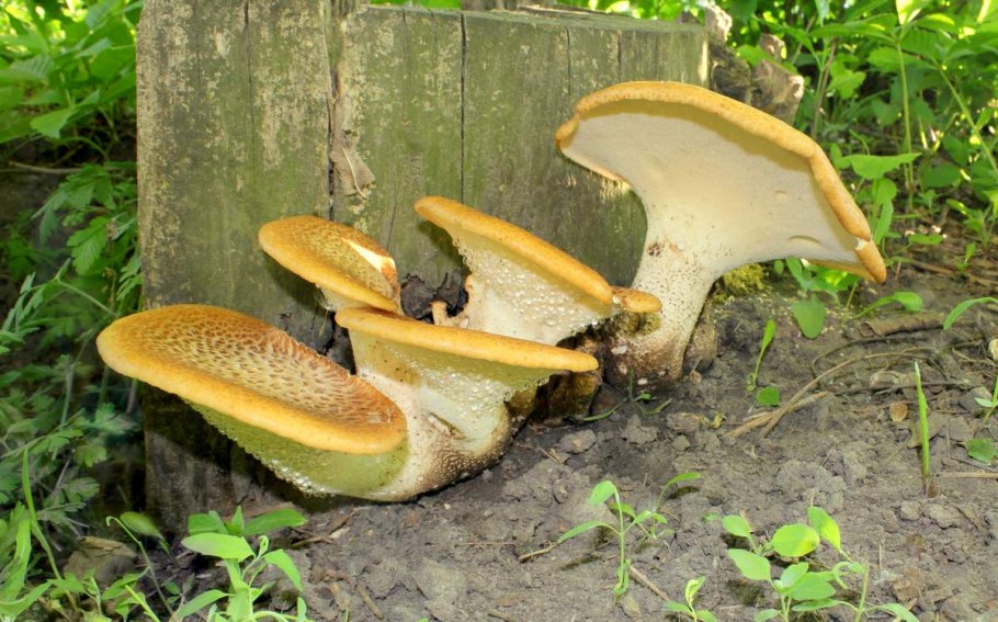Polyporus squamosus гименофор