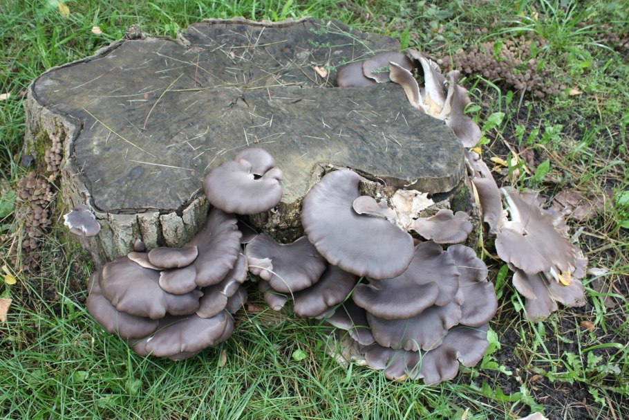 Грибы растущие на пнях