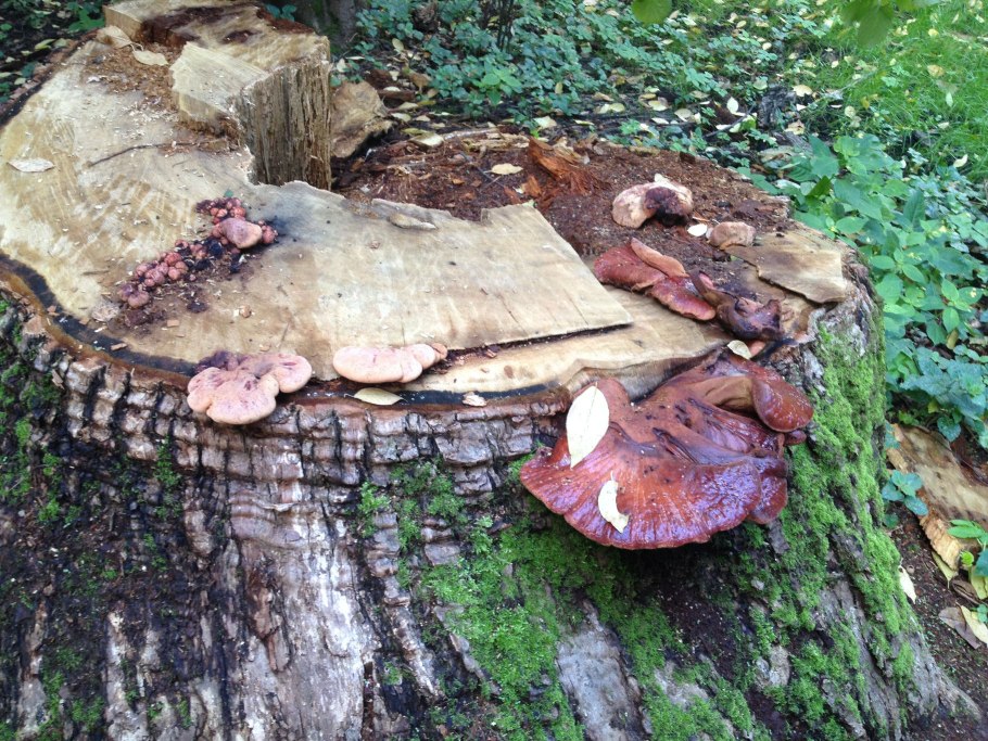 Печёночница обыкновенная гриб на пне
