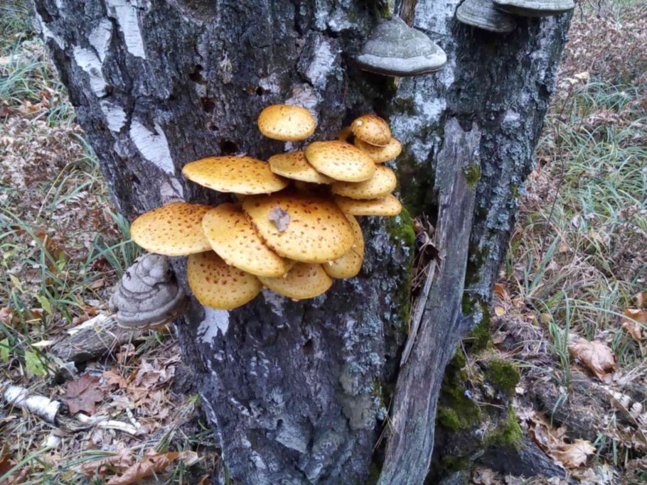 Грибы на березовых пнях