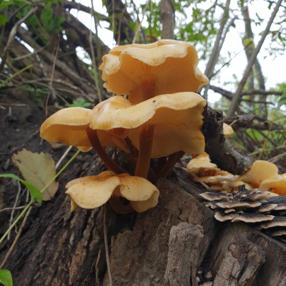 Грибы на пнях