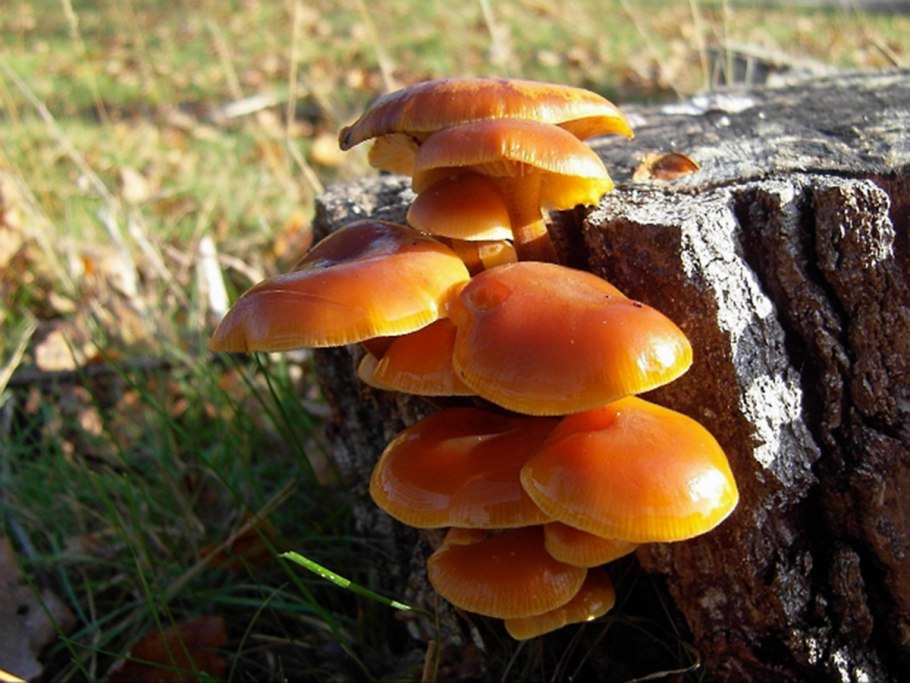 Грибы опята оранжевые