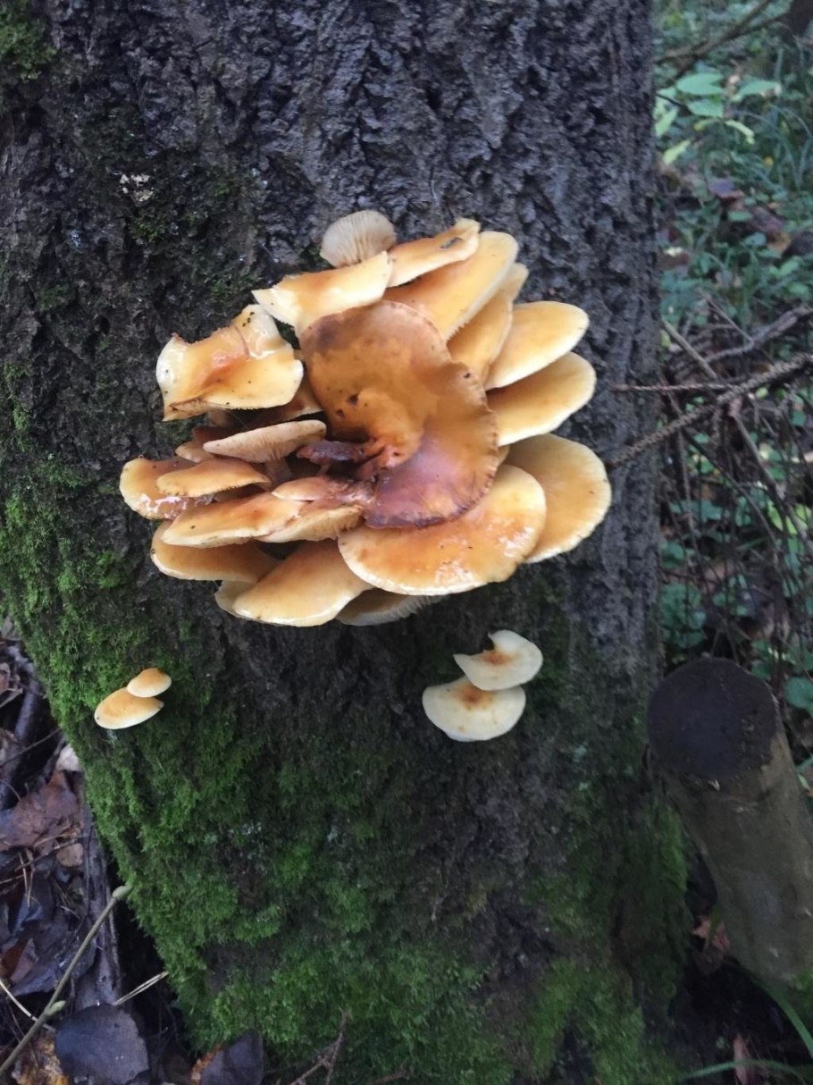 Приморский осенний опенок опёнок