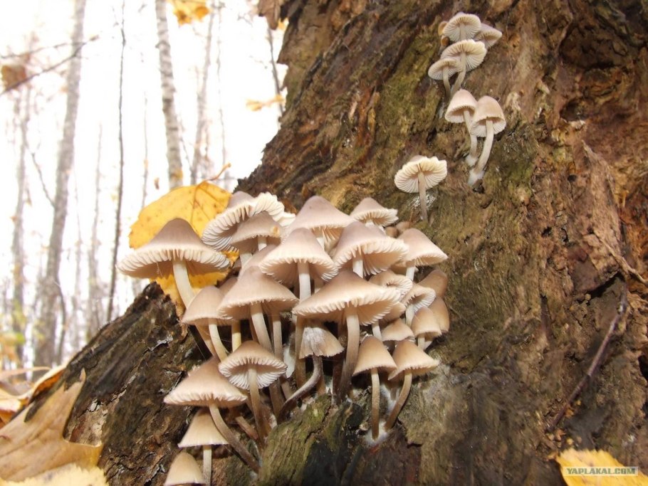 Мицена колпаковидная