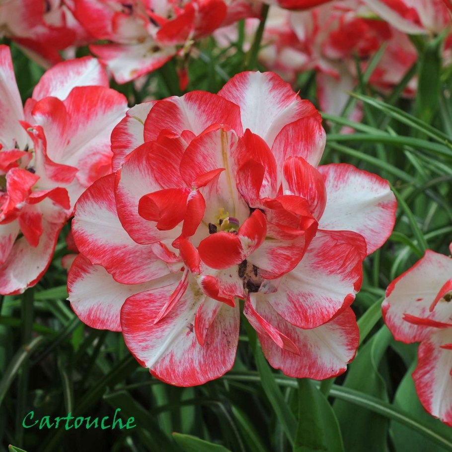 Тюльпан махровый поздний Картуш