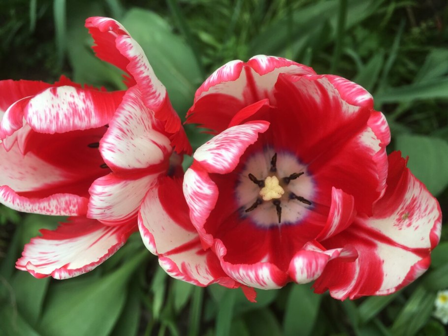 Гипсовая лепнина иконка