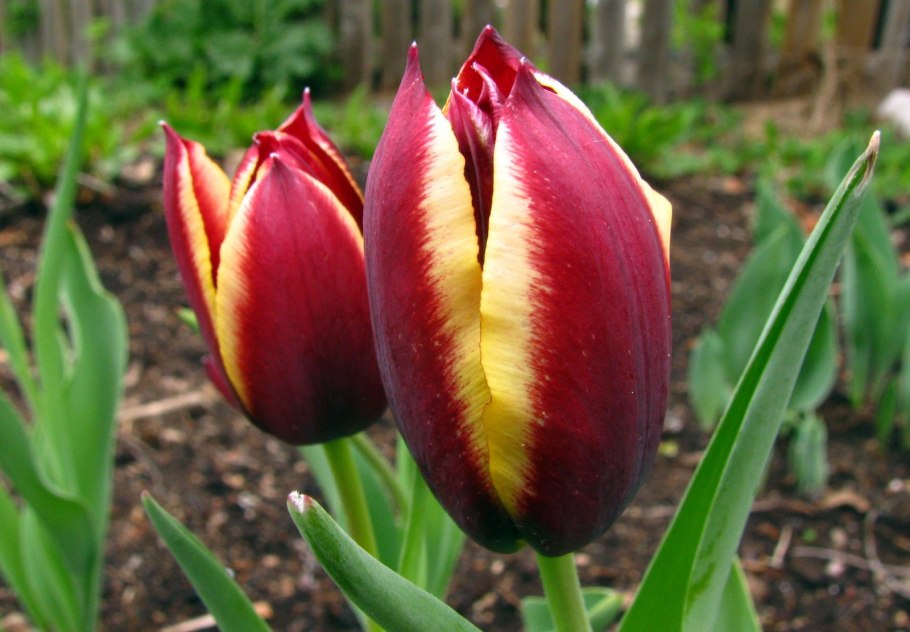 Тюльпан Джиант оранж Санрайз