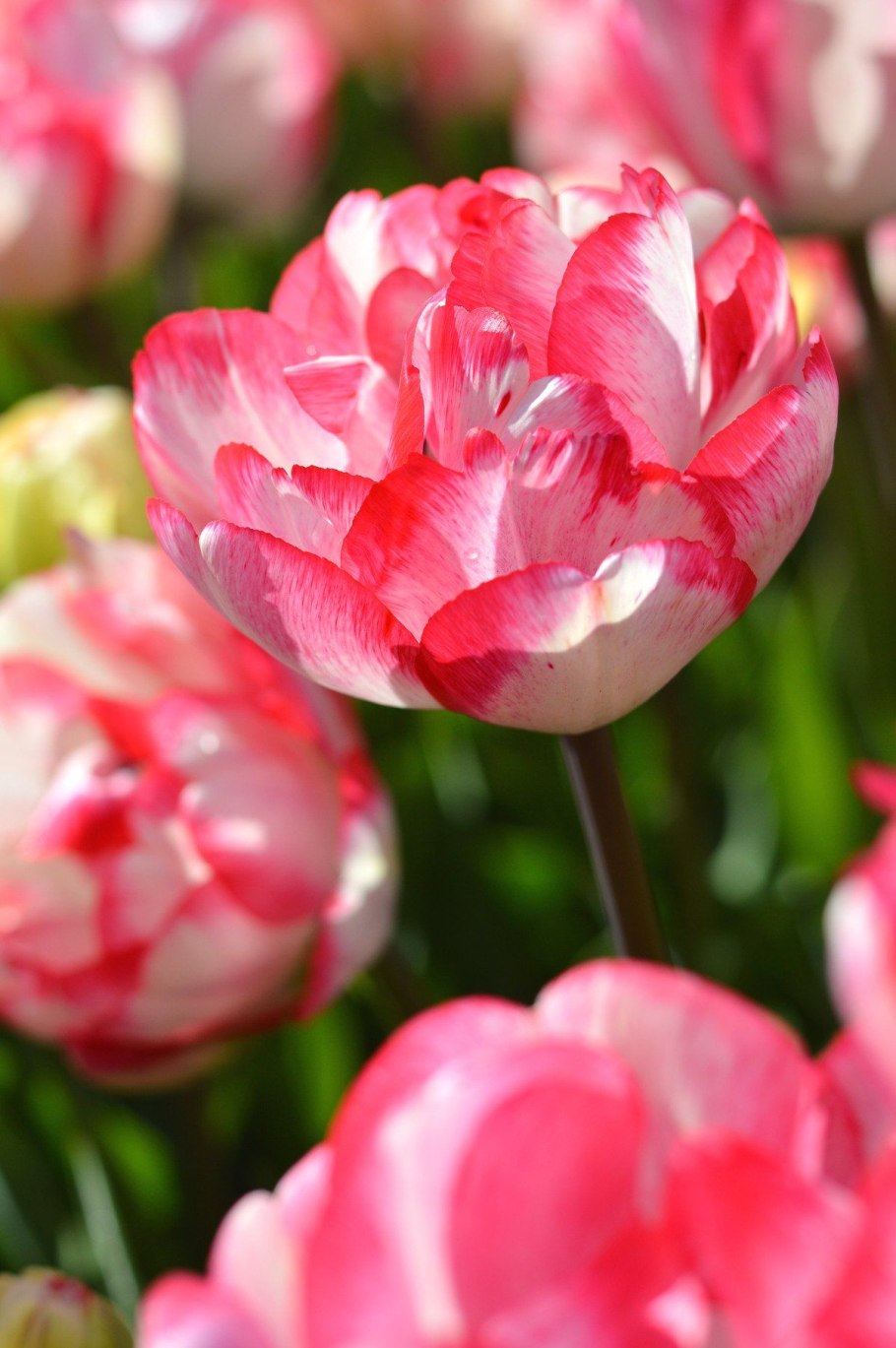 Тюльпан махровый ранний Картуш