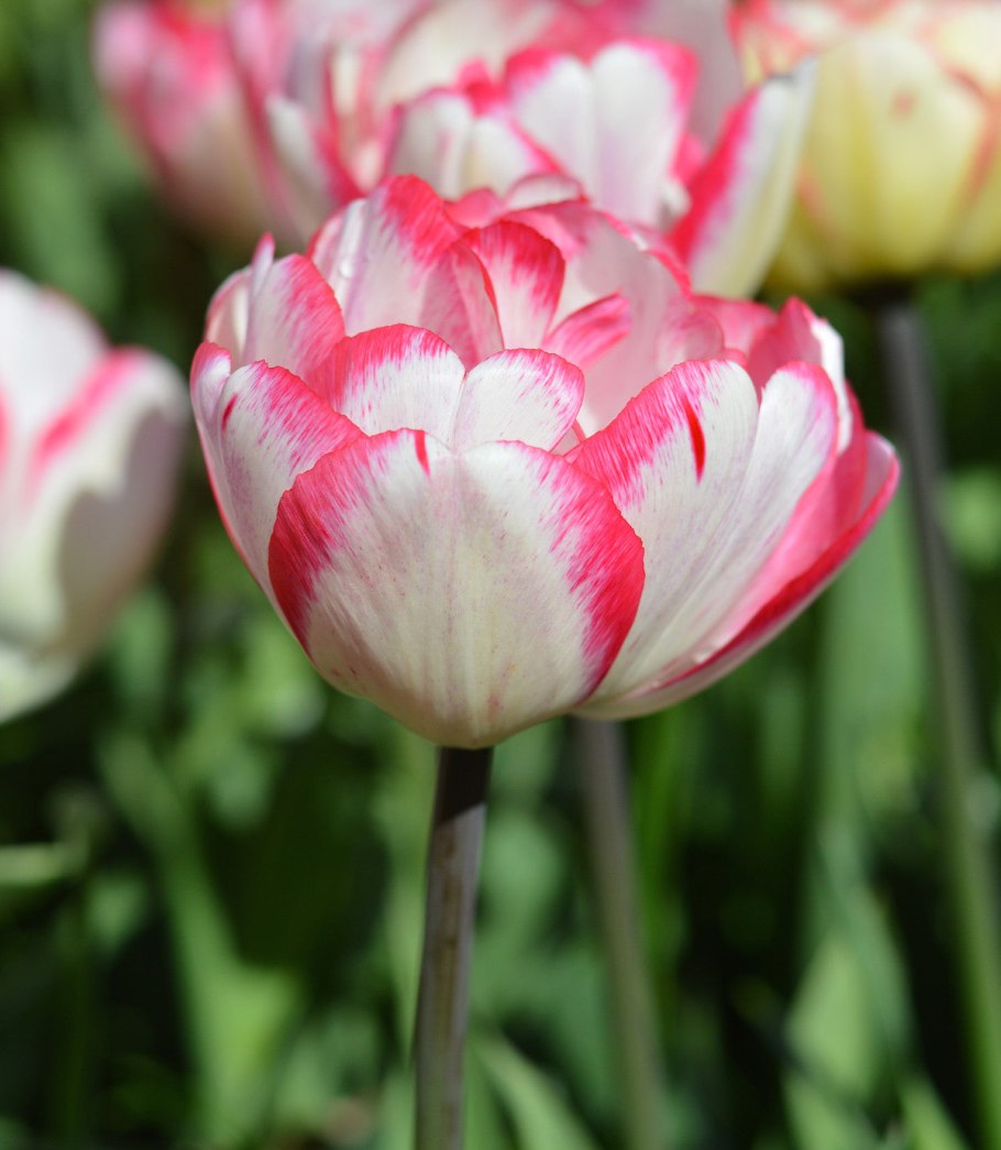 Тюльпан махровый ранний Картуш