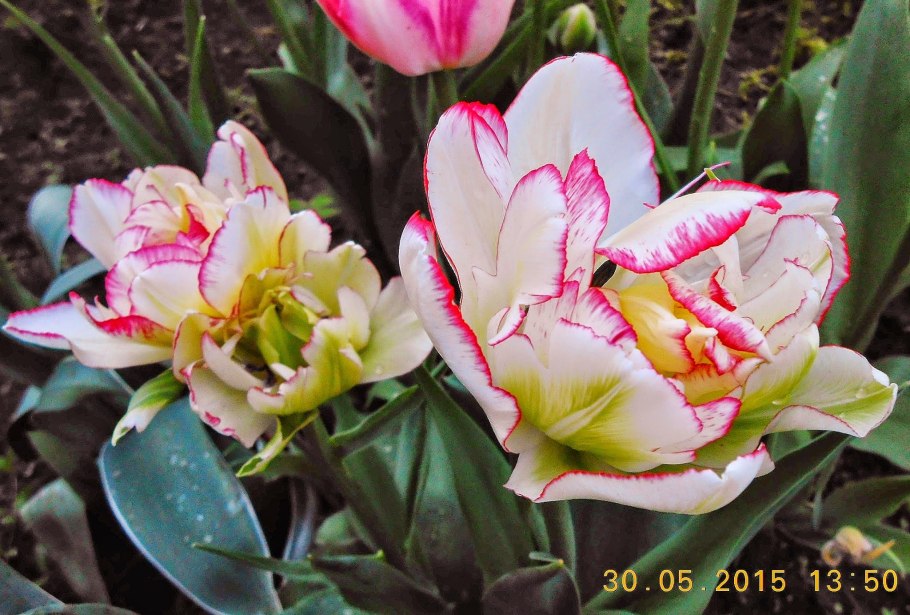 Тюльпан cartouche