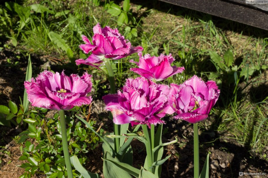 Тюльпан многоцветковый белиция