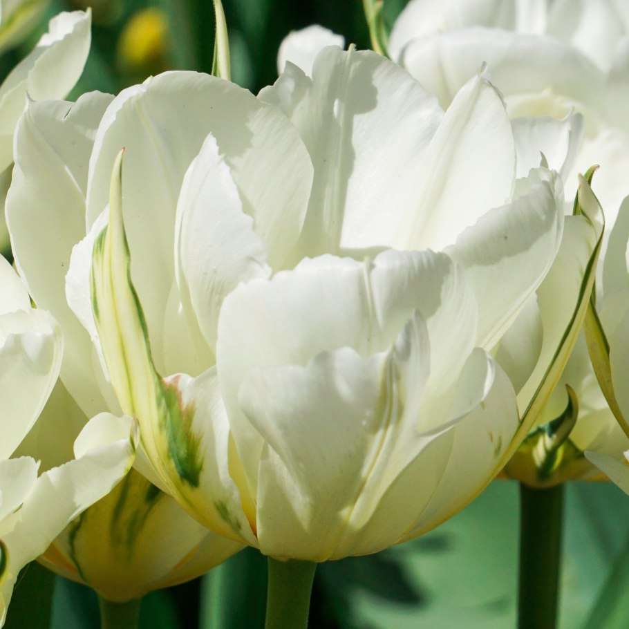 Тюльпан многоцветный белиция