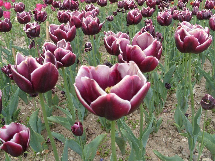 Тюльпан абба махровый