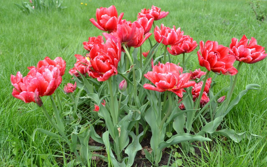 Тюльпан махровый Дрим тач