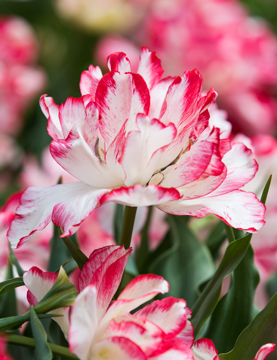 Тюльпан cartouche