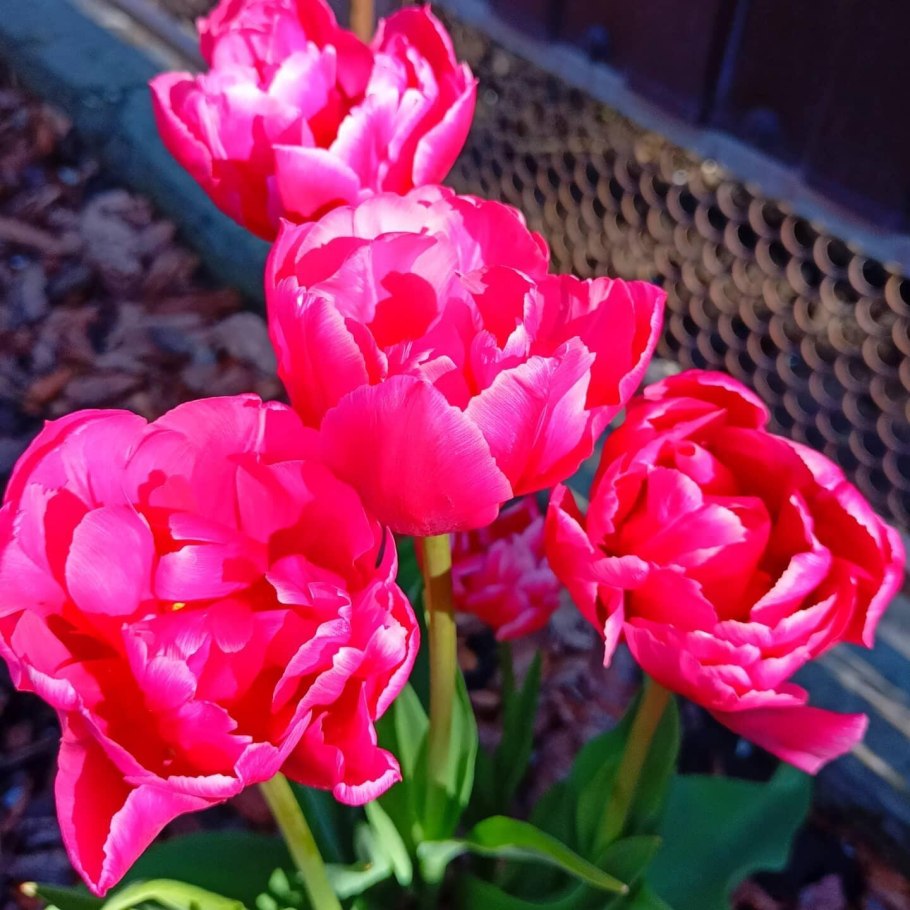 Тюльпан махровый лейт