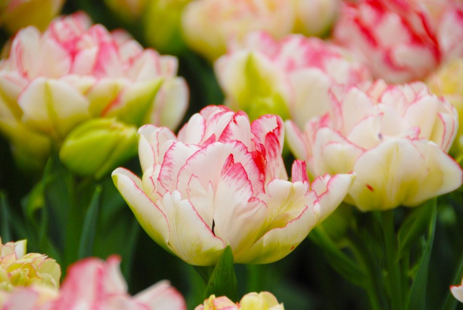 Тюльпан махровый ранний Картуш