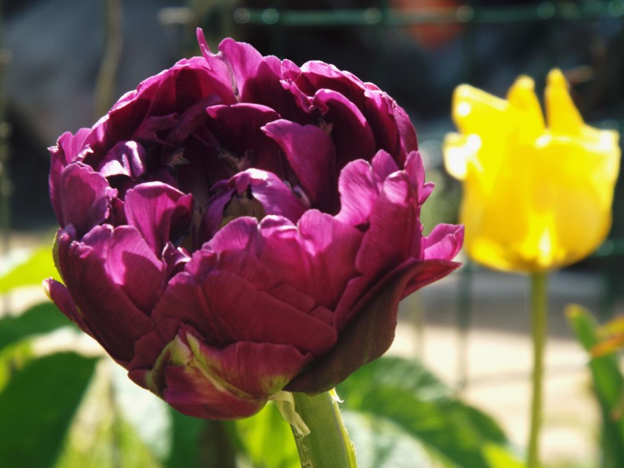 Тюльпаны махровые бабочки