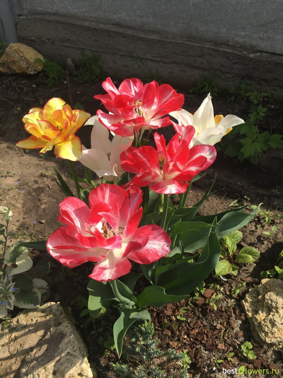 Тюльпан махровый ранний Картуш