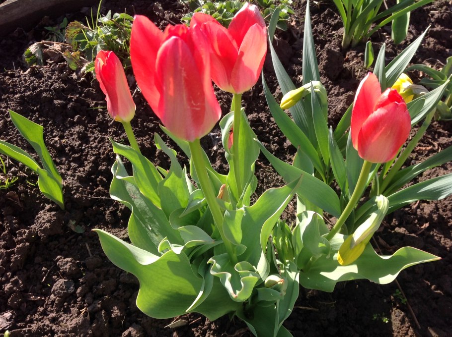 Тюльпан махровый белиция